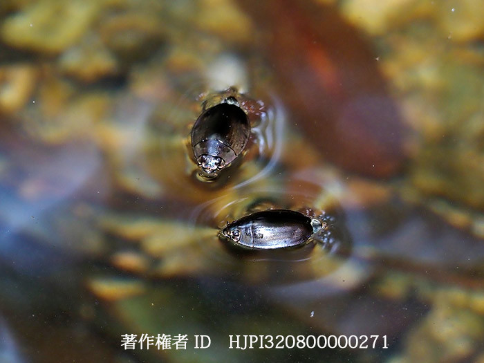 オキナワオオミズスマシ　Dineutus mellyi