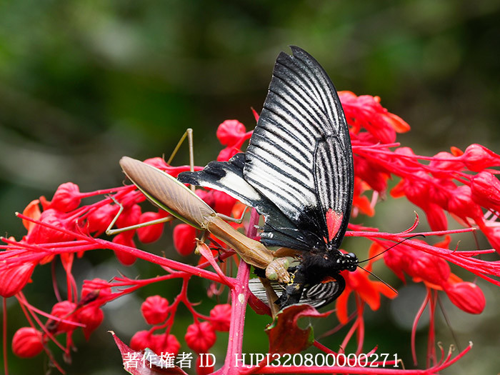 カマキリに捕らえられたナガサキアゲハのメス