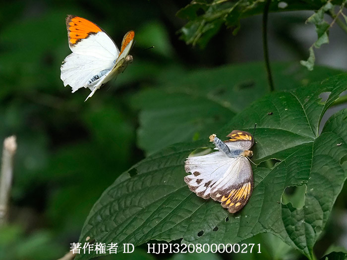 ツマベニチョウの交尾拒否姿勢　　Hebomoia glaucippe