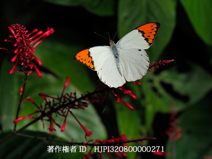 ツマベニチョウの飛翔　Hebomoia glaucippe