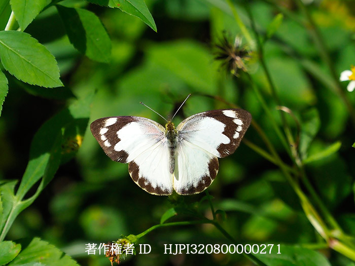 ナミエシロチョウメスの飛翔　Appias paulina