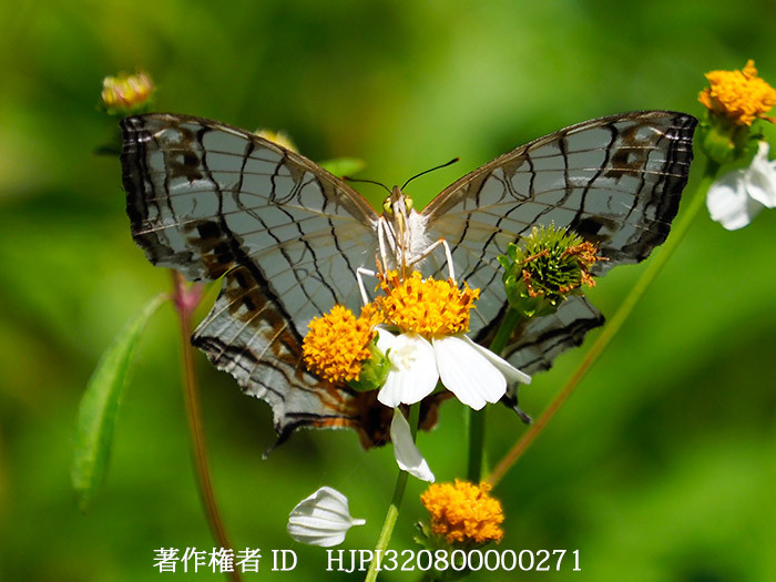 イシガケチョウ　Cyrestis thyodamas