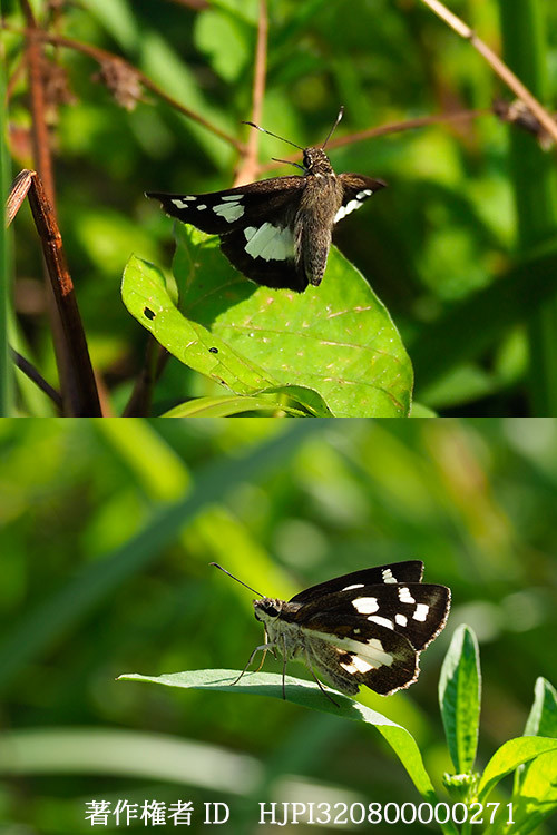 オオシロモンセセリ　Udaspes folus