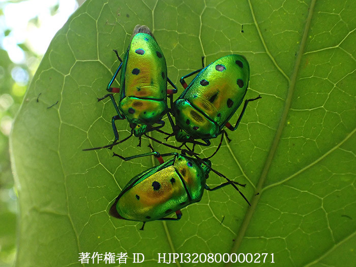 ナナホシキンカメ　Calliphara exellens