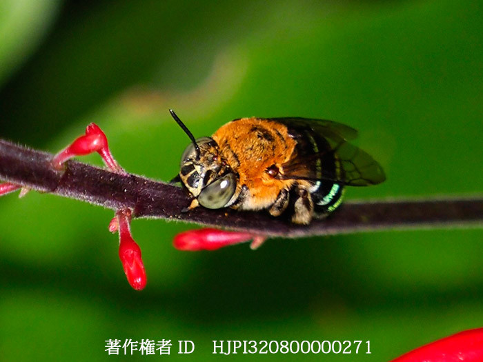 アオスジコシブトハナバチ　Amegilla subflavescens