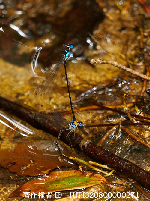 リュウキュウルリモントンボの産卵　Coeliccia ryukyuensis
