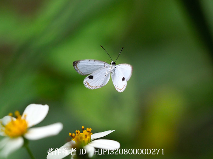 リュウキュウウラボシシジミの飛翔　Pithecops corvus