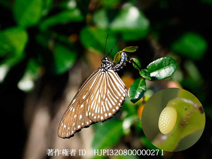 ツマムラサキマダラの産卵