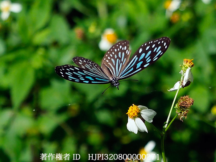リュウキュウアサギマダラの飛翔　Ideopsis similis