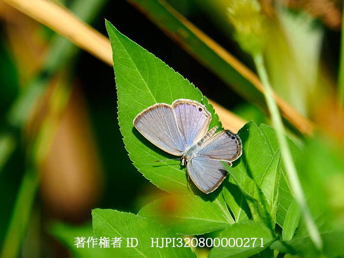 クロマダラソテツシジミ　Chilades pandava