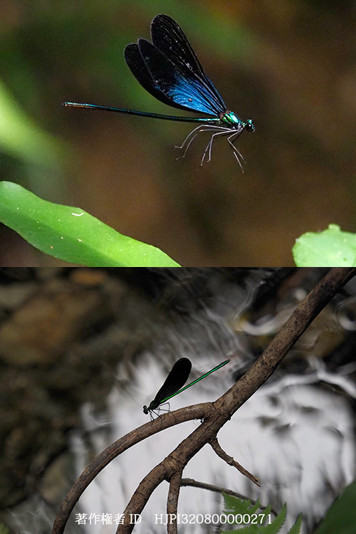 リュウキュウハグロトンボ　Matrona basilaris