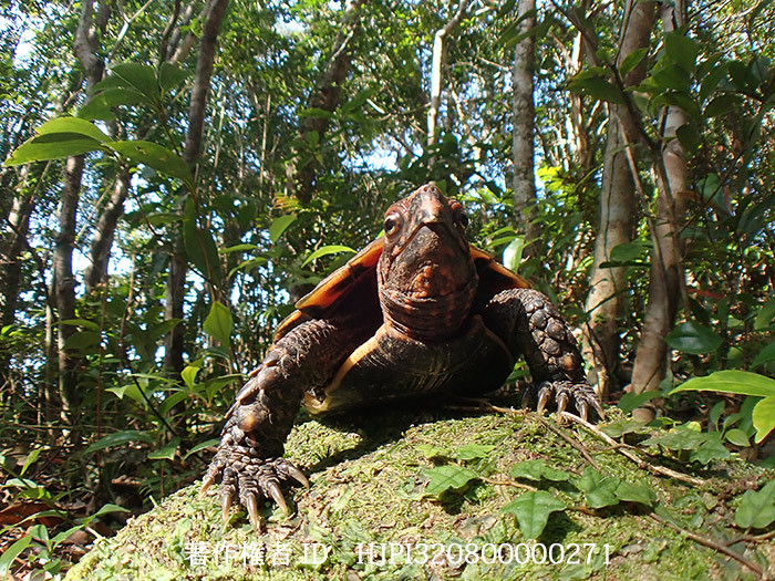 リュウキュウヤマガメ　Geoemyda japonica