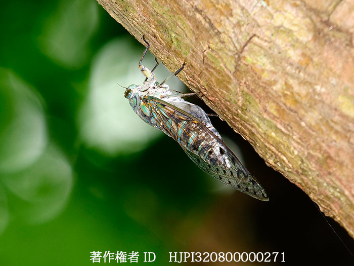 オオシマゼミ　Meimuna oshimensis