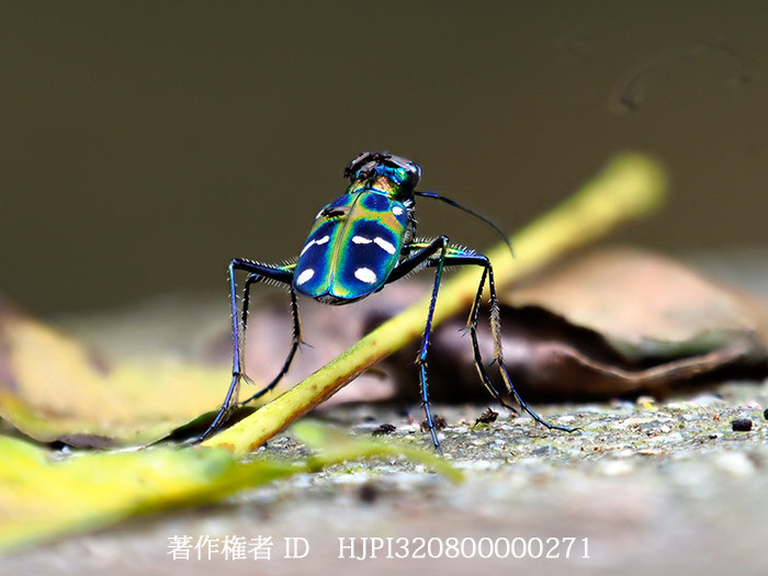 ハンミョウにとまるハエ　Cicindela chinensis
