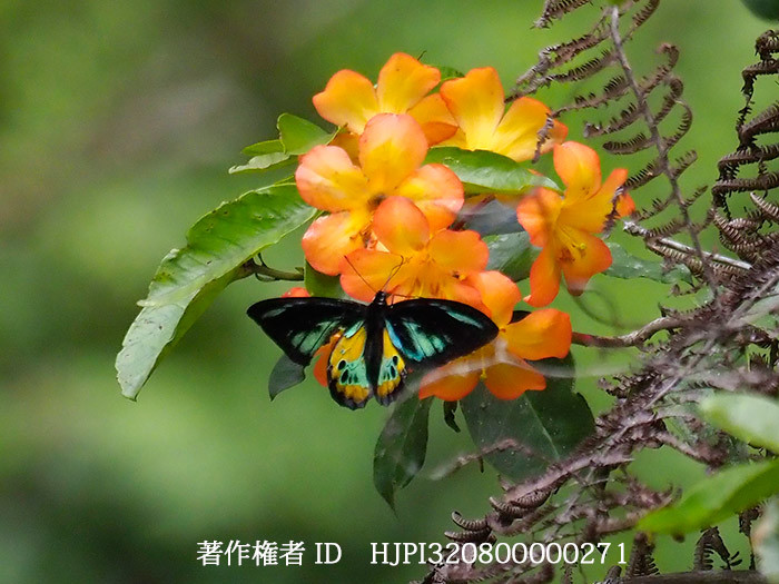 ロスチャイルドトリバネアゲハのオス　Ornithoptera rothschildi