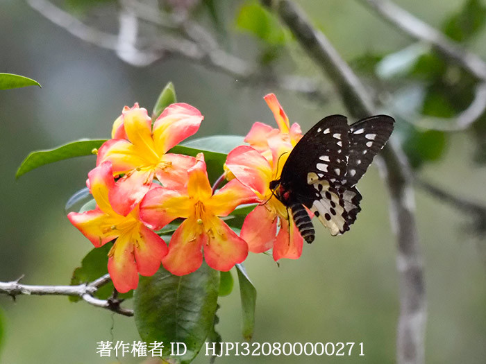 ロスチャイルドトリバネアゲハのメス　Ornithoptera rothschildi