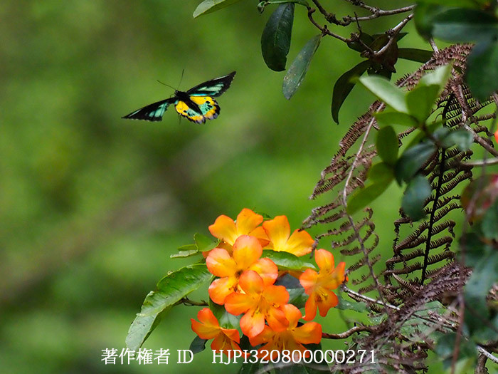 ロスチャイルドトリバネアゲハのオスの飛翔　Ornithoptera rothschildi