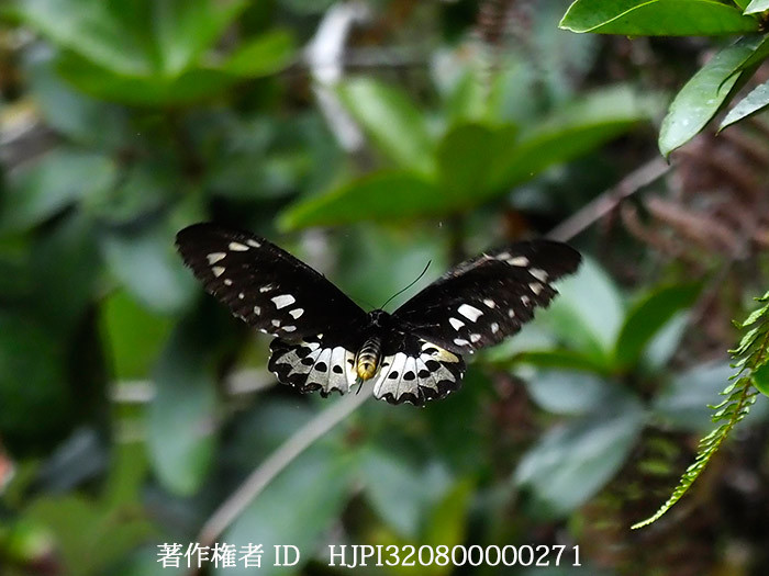 ロスチャイルドトリバネアゲハのメスの飛翔　Ornithoptera rothschildi