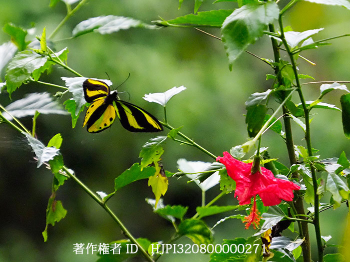 チトヌストリバネアゲハの♂の飛翔　Ornithoptera tithonus