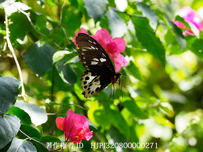 チトヌストリバネアゲハの♀の飛翔　Ornithoptera tithonus
