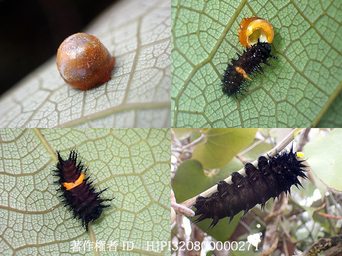 トリバネアゲハの巨大な卵と幼虫