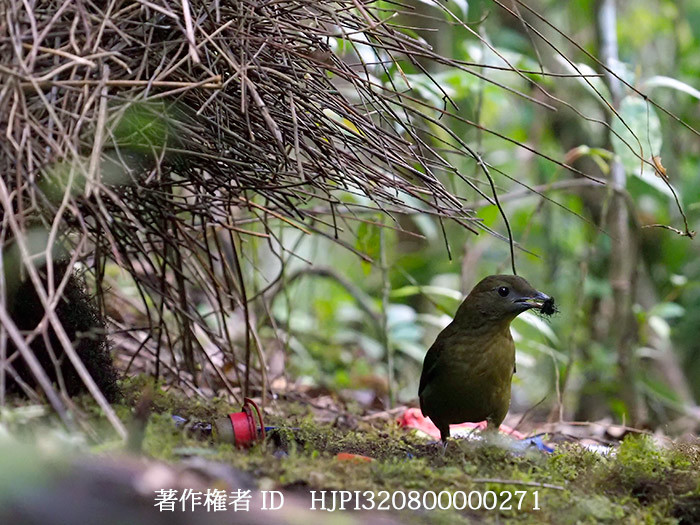チャイロニワシドリのあずまや　Amblyornis inornata