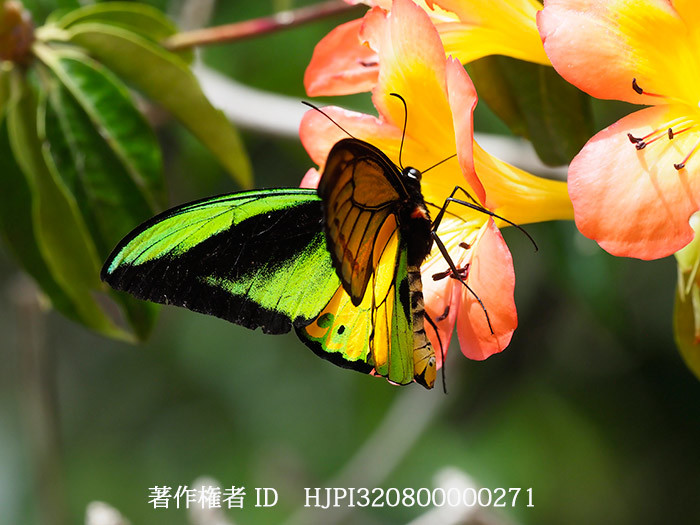 ゴライアストリバネアゲハのオス　Ornithoptera goliath