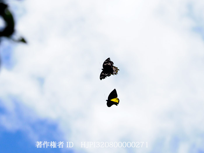 ゴライアストリバネアゲハのテリトリー　　Ornithoptera goliath