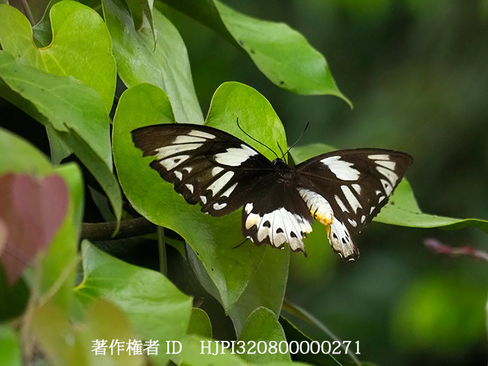 メガネトリバネアゲハの♀の飛翔　Ornithoptera priamus