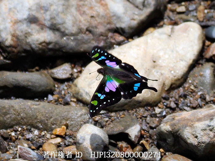 ミイロタイマイの飛翔 Graphium weiskei