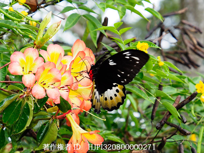 ゴライアストリバネアゲハのメス　Ornithoptera goliath