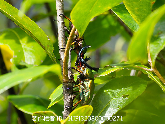パプアキンイロクワガタの喧嘩　Lamprima adolphnae