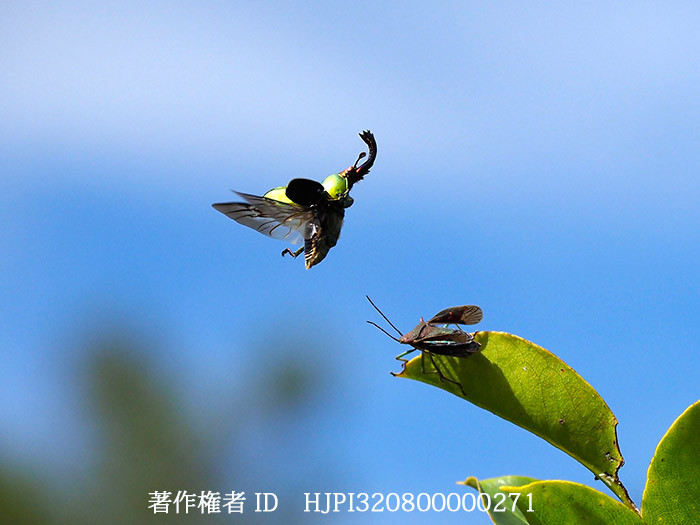 パプアキンイロクワガタの飛翔　Lamprima adolphnae