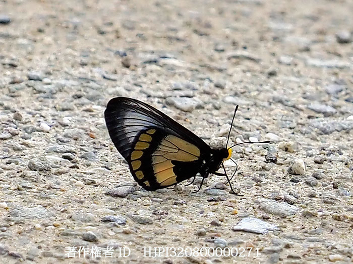 パプアホソチョウ　Miyana meyeri