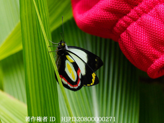 赤い色にひかれるバッケリーカザリシロチョウ　Delias bakeri