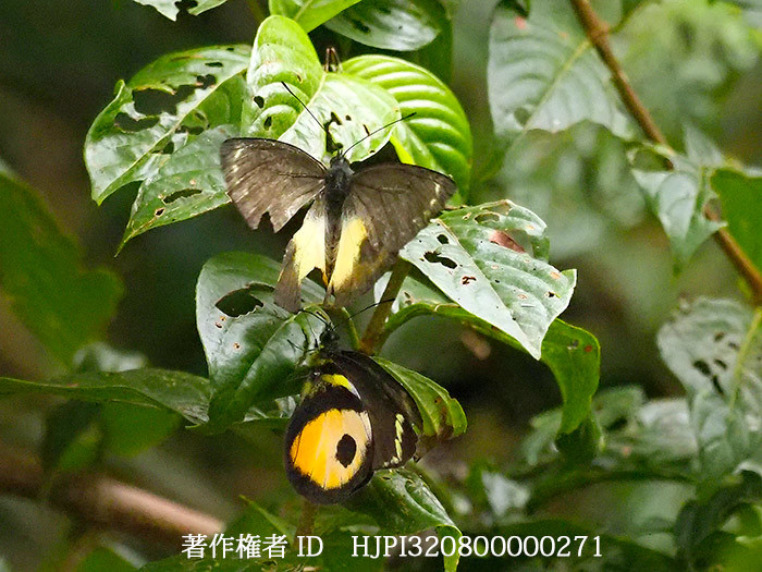 クロモンカザリシロチョウ　Delias albertisi