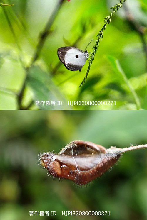 パプアクロボシシジミ　Pithecops dionisius
