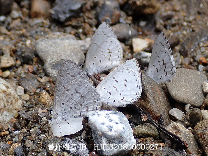 ルリシジミの仲間　Udara drucei？