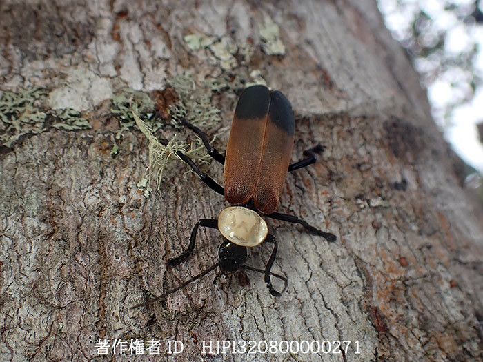 ジョウカイの一種　