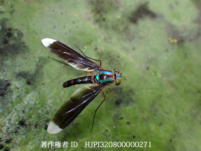 アシナガキンバエの一種　Chrysosoma sp.