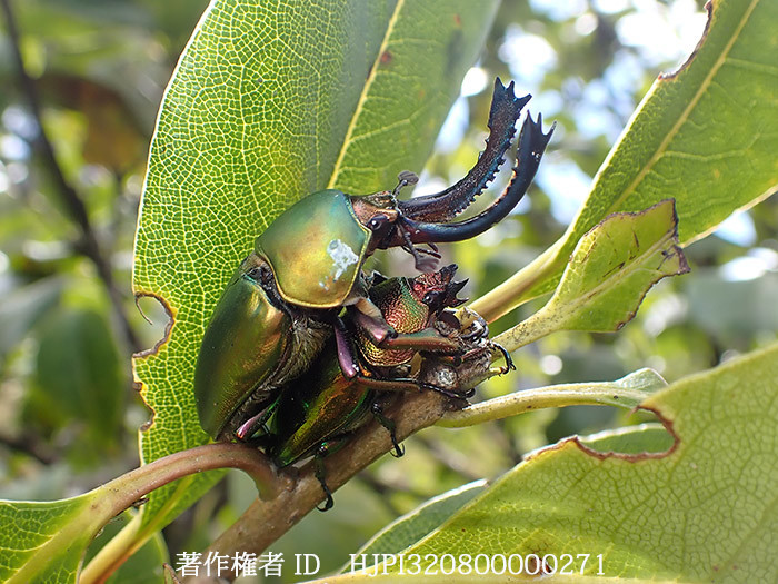 パプアキンイロクワガタの交尾　Lamprima adolphnae