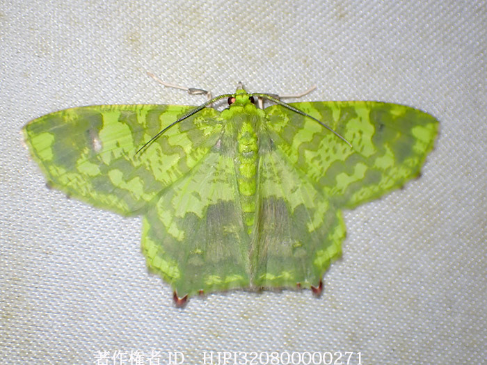 美しいアオシャクの仲間　Alloeopage cinerea