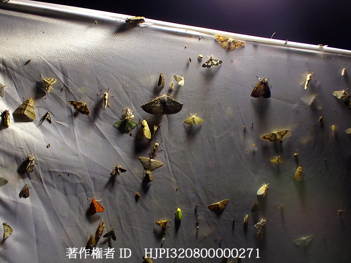 灯りに集まるガ