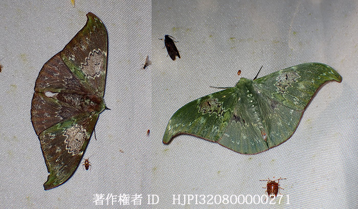 カギバアオシャクの仲間　Tanaorhinus unipuncta