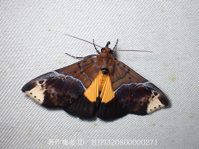 美しいアツバの仲間　Herminiinae