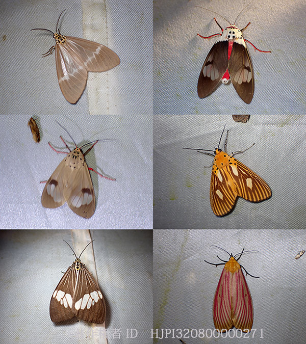 灯火に飛来したヒトリモドキなどの蛾　Aganainae