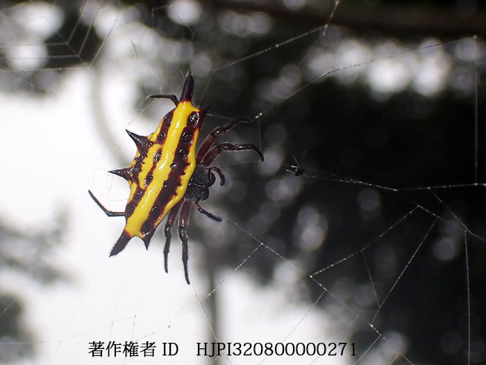 トゲグモの仲間　Gasteracantha taeniata