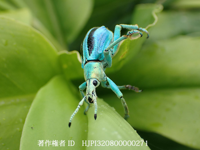 ホウセキゾウムシの一種　Eupholus marielaure