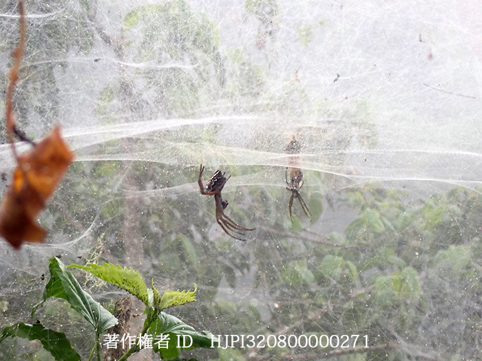 集団でくらすクモ