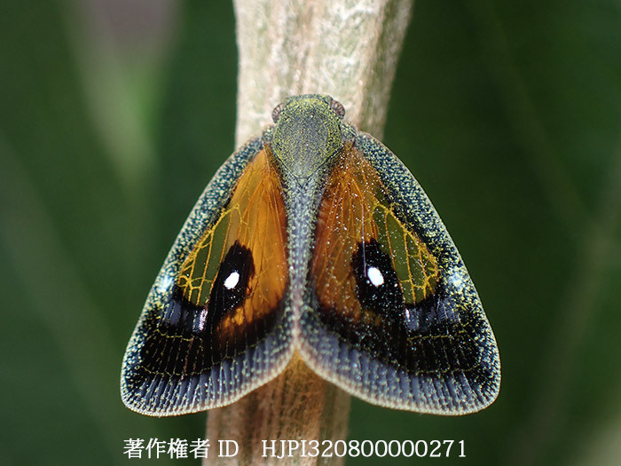 ベッコウハゴロモの仲間